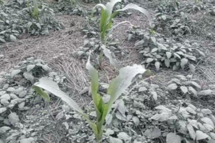 Dampak Erupsi Gunung Lewotobi, Petani Sikka Gagal Panen