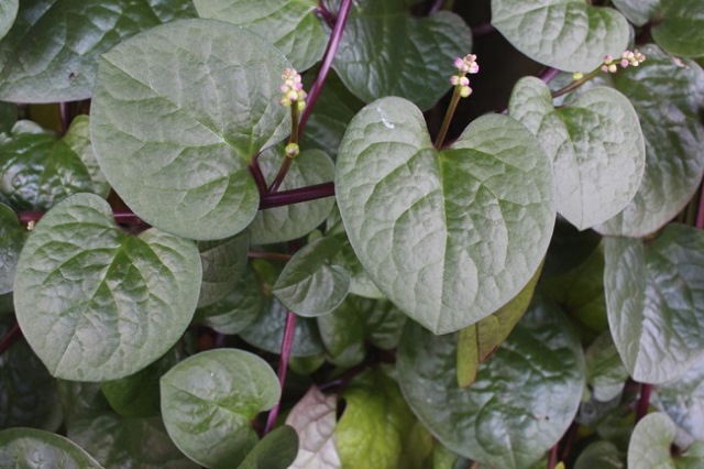 3 Berita Terpopuler Gaya: Manfaat Daun Binahong Hingga Tips Anak Liburan Sekolah