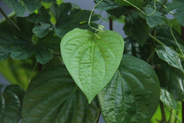 Simak beragam manfaat daun sirih. (Foto: Ilustrasi/Dok. Unsplash.com)
