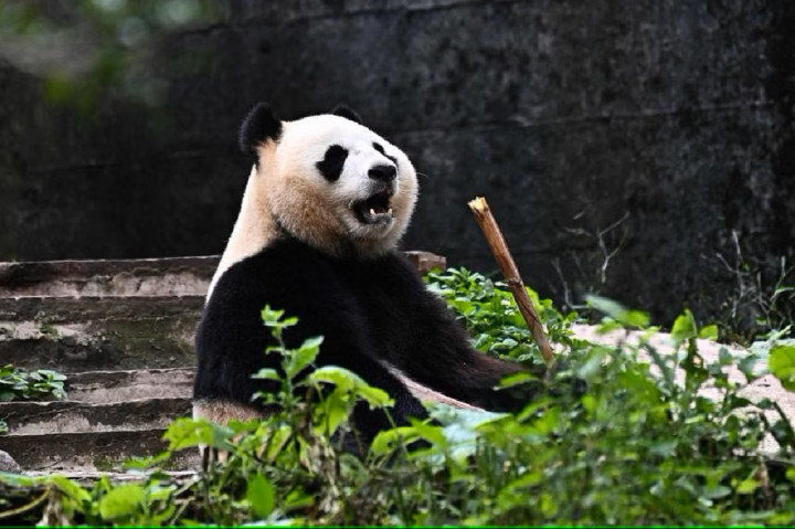 Hong Kong Bersiap Terima Sepasang Panda Raksasa dari Tiongkok