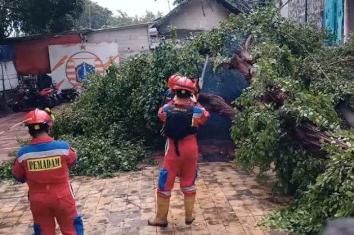 Pohon Besar Tumbang Timpa Gerobak Pedagang, Dua Orang Terluka