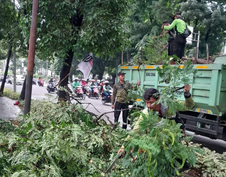 DPRD Dorong Pemprov Jakarta Mengecek Kondisi Pohon Tua