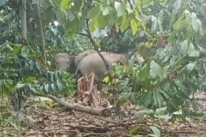 Kawanan Gajah Liar Rusak Perkebunan Warga di Lampung Barat