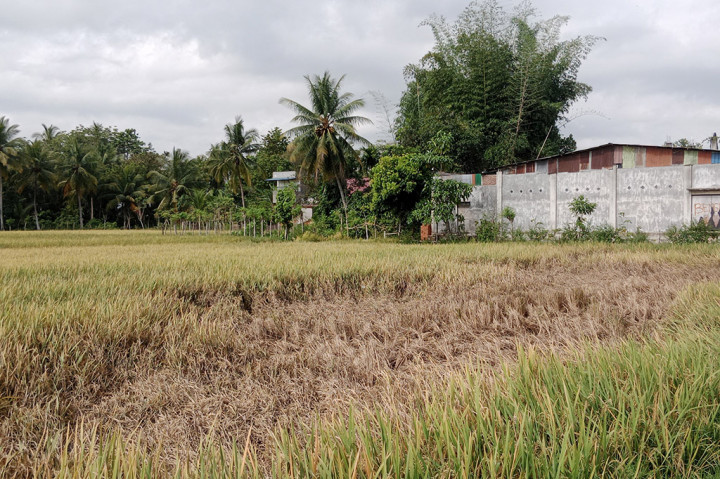 Lahan Sawah di Pidie Terserang Hama Wereng Cokelat