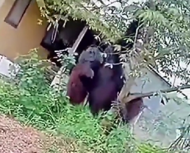 Viral! Orangutan Setinggi Rumah Muncul di Pemukiman Warga Kaltim