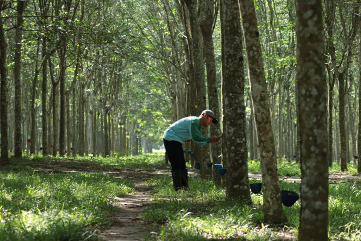 Perdana, PTPN Ekspor Karet Alam ke Uni Eropa