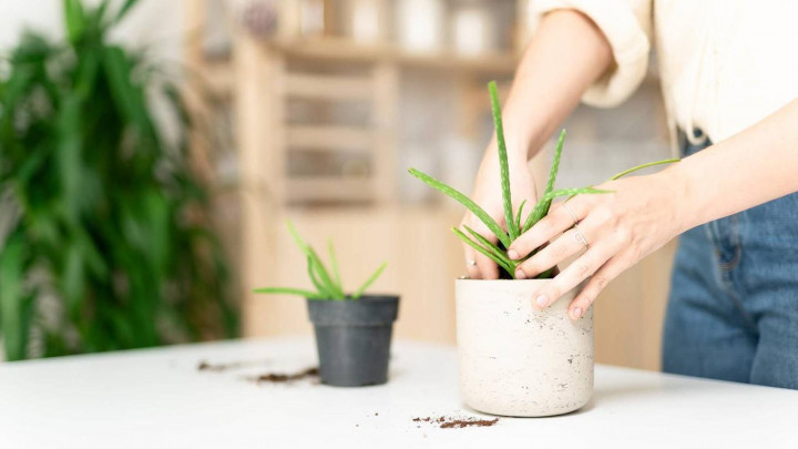 Tips Berkebun dalam Pot untuk Ruang Kecil
