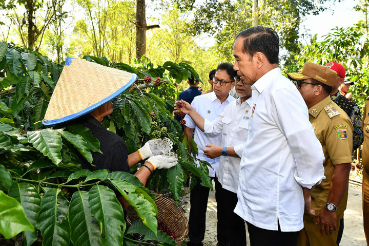 Panen Kopi di Lampung Barat, Jokowi Dorong Peningkatan Produktivitas