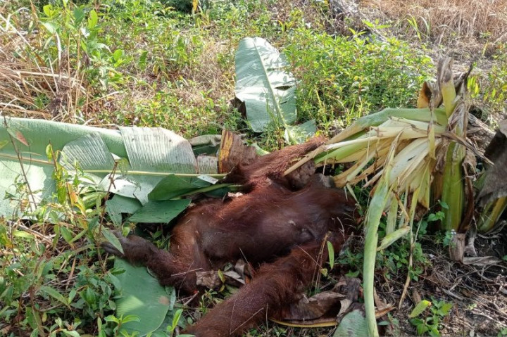 Orangutan di Kayong Utara Mati, BKSDA Kalbar Lakukan Investigasi