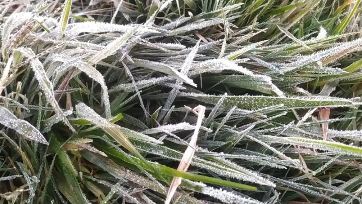 Udara Dingin Memicu Embun Upas di Kawasan Gunung Bromo