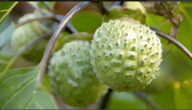 Kecubung (Datura sp.) adalah tanaman semak yang memiliki bunga menyerupai trompet berwarna putih atau ungu, serta buah yang berbentuk bulat dan berduri. Dok. Ist
