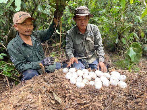 Wow! 106 Telur Buaya Langka Ditemukan di Kamboja