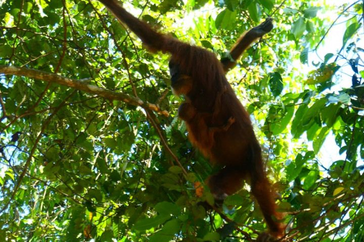 3 Pelaku Perdagangan Orangutan Ditangkap di Aceh Tamiang