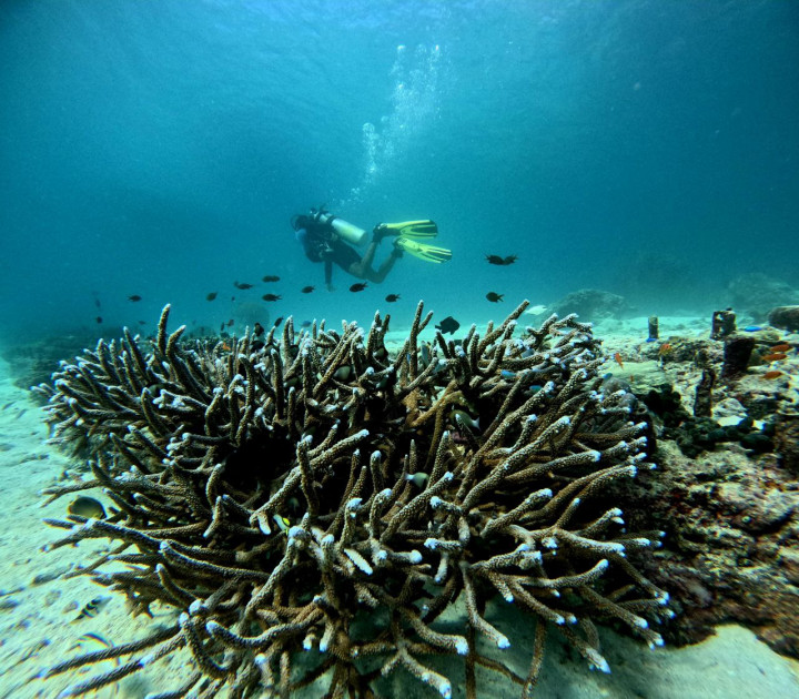 Penangkapan Ilegal Hingga Kerusakan Mangrove Mengancam Laut Aceh