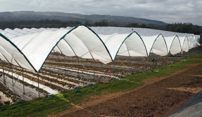 WNI Dipecat saat Kerja di Inggris Setelah Rela Keluarkan Banyak Uang