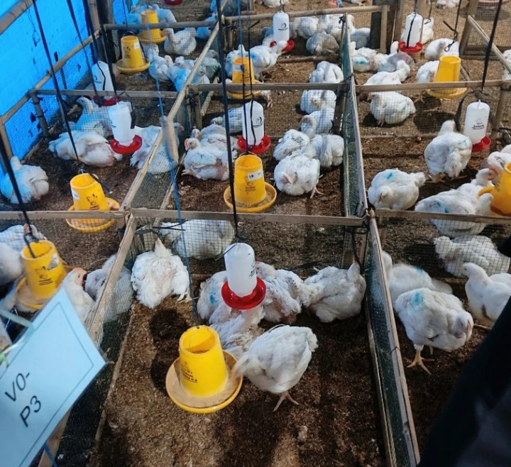 Penelitian Mahasiswa UGM: Daun Sirih Hijau Berpotensi Tingkatkan Produktivitas Ayam Broiler