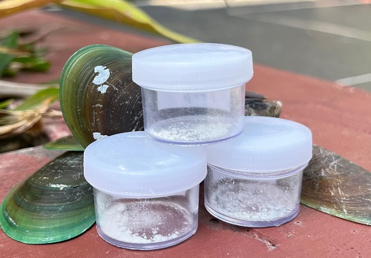 Mahasiswa UNY Teliti Kerang Hijau untuk Obati Patah Tulang