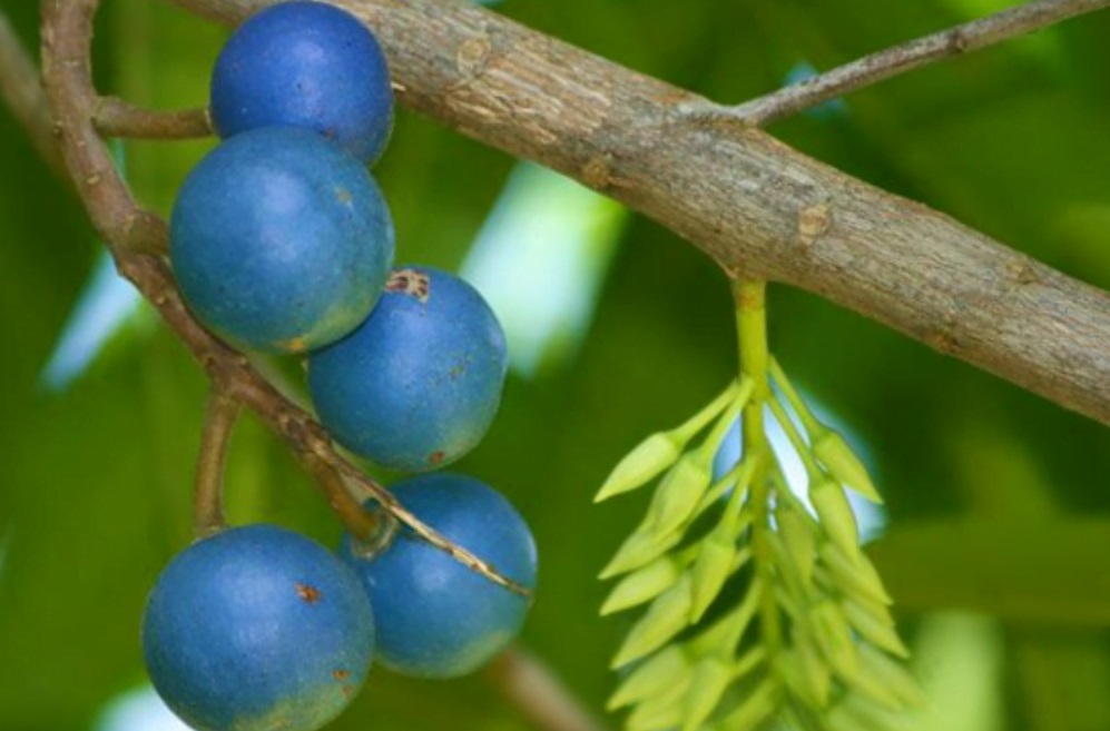 Buah Jenitri, foto: lpdpugm