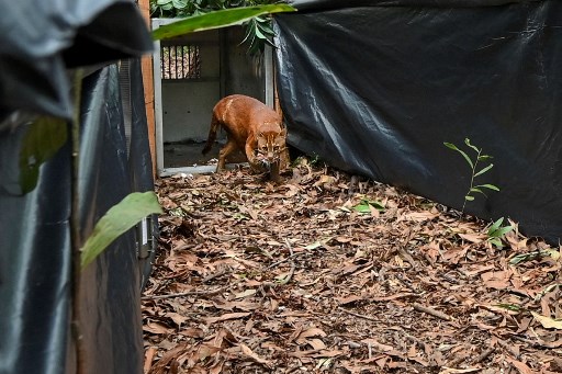 Momen Pelepasliaran Kucing Emas dan Owa Siamang di TWA Jantho