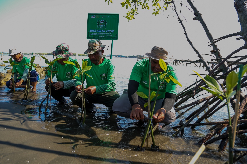 Penanaman 15.000 mangrove ini nantinya turut berkontribusi mengurangi serapan karbon 120,000 Kg CO2 eq (120 Ton CO2 eq) . Dok. Ist
