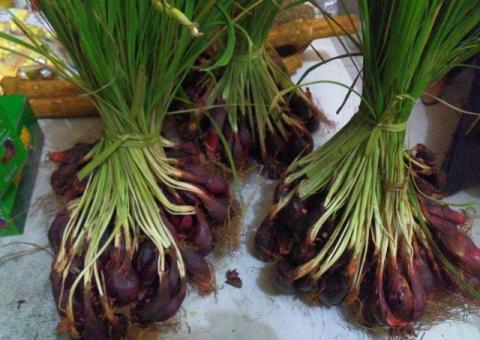 Mahasiswa UGM Teliti Khasiat Bawang Dayak untuk Obat Alternatif Kanker Lidah