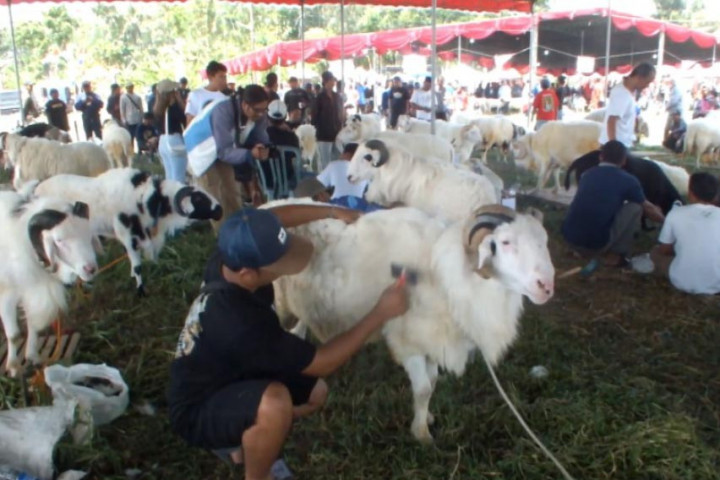 Meriahnya Kontes Domba Nasional di Magelang