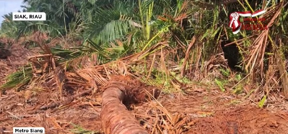 5 Hektare Kebun Sagu Warga di Siak Dirusak, HKTI Ambil Langkah Hukum