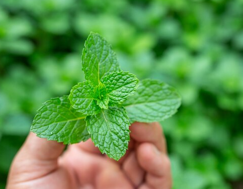 Daun mint dapat menenangkan dan menyegarkan kulit yang gatal. (Foto: Ilustrasi. Dok. Freepik.com)