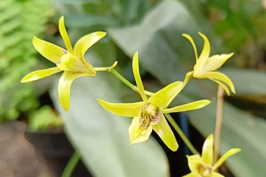 Tim Mahasiswa UGM Selamatkan Anggrek Langka di Gunungkidul