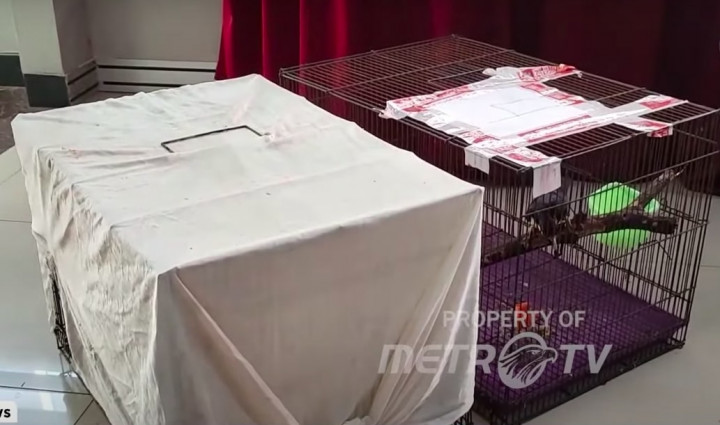 Selundupkan 56 Satwa Langka, 10 WNA India Diamankan Bea Cukai Soetta