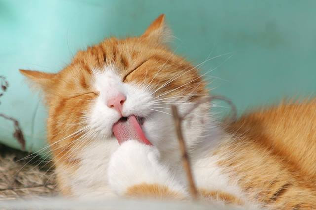 Heboh! Pria asal Semarang mengaku makan kucing untuk obat diabetes. (Foto: Ilustrasi/Dok. Pexels.com)