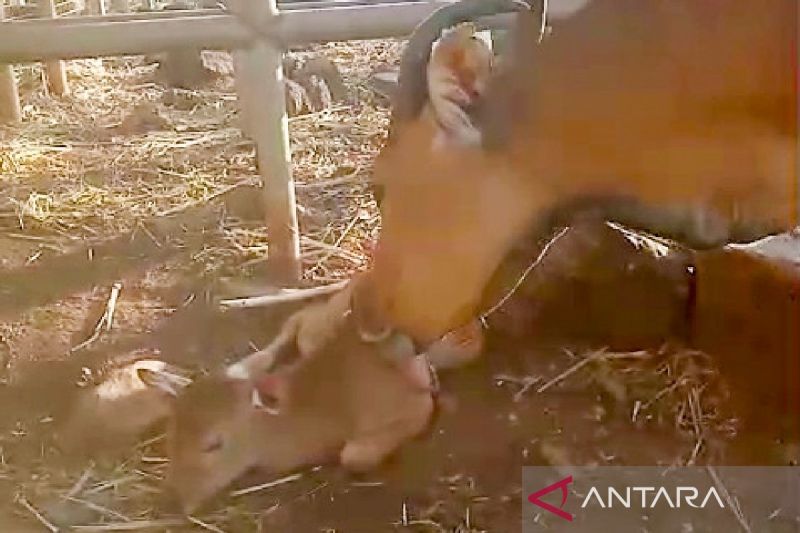 Bayi Banteng Jawa Lahir di Taman Nasional Baluran Situbondo