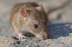 Tikus, foto: Freepik