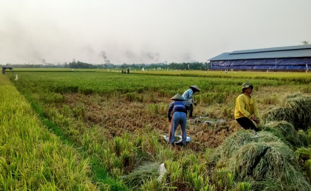 Banyak Petani yang Pakai Bibit Palsu, Wamentan: Bisa Rugi sampai 30 Tahun!