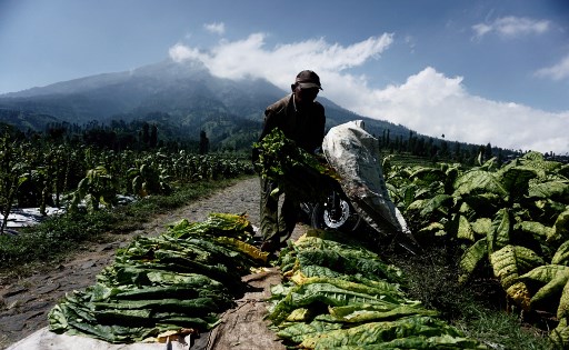 Awas! Industri hingga Petani Bisa Jadi Korban Kebijakan Simplifikasi Cukai