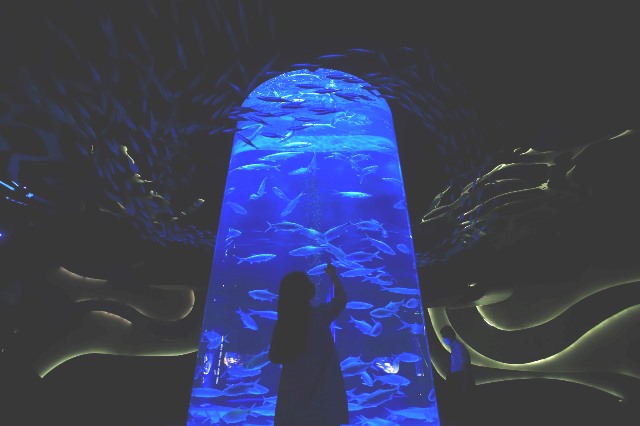 Panjat Pinang dalam Air, Pengalaman Unik Nanti Saat HUT ke-79 RI