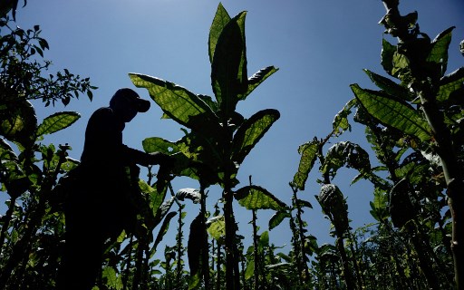 Awas! Ini Ancaman Nyata yang Bakal Dialami Petani Tembakau