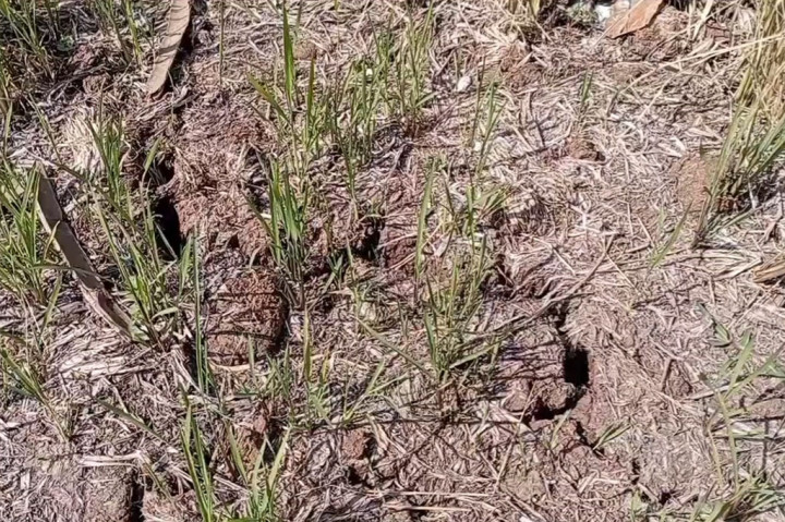 Kekeringan, Ribuan Hektare Sawah di Bandung Barat Gagal Panen