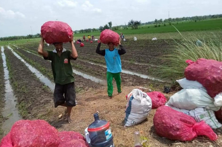 Harga Bawang Merah Anjlok, Petani di Jawa Tengah Menjerit