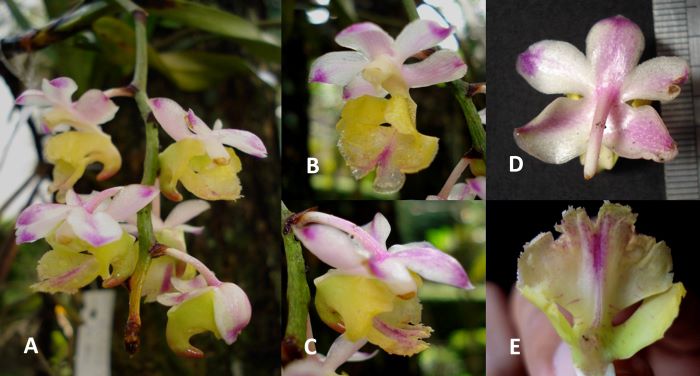 Temuan Peneliti BRIN, Spesies Baru Anggrek Kuku Macan Terindah di Indonesia