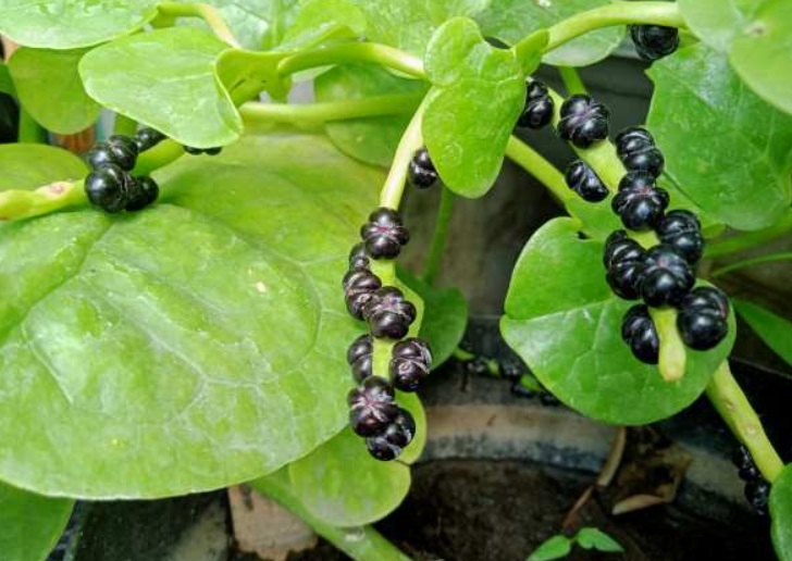 Buah Angkung, foto: alodokter