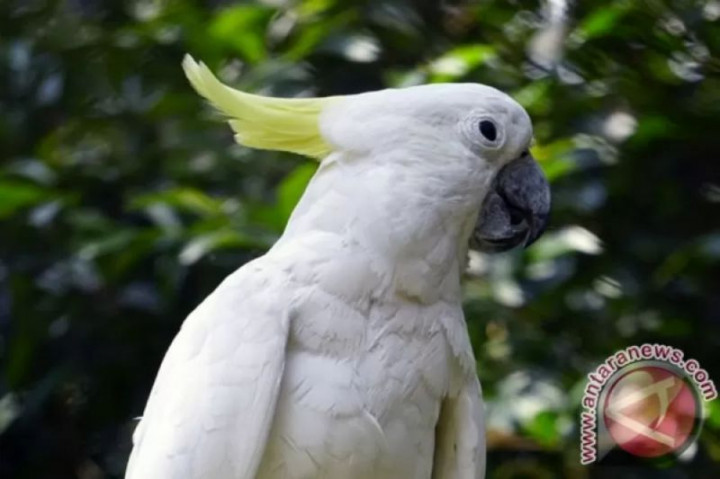 BKSDA Yogyakarta Ajak Masyarakat Tak Takut Serahkan Satwa Dilindungi