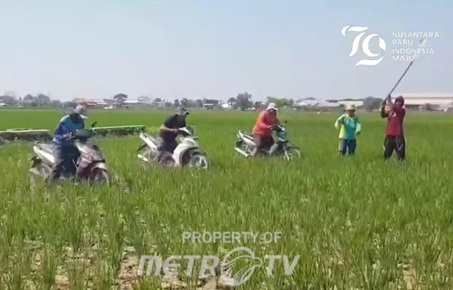 Kecewa Diabaikan, Petani Indramayu Terdampak Kekeringan Balap Motor di Lahan