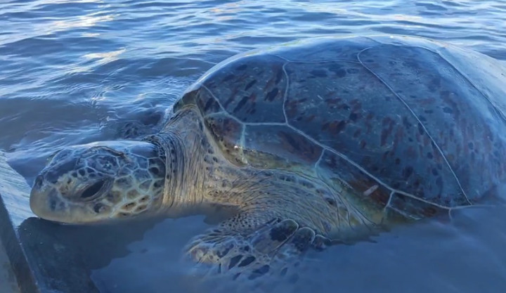 Penyu dengan Kepala Retak Ditemukan Terdampar di Perairan Babel