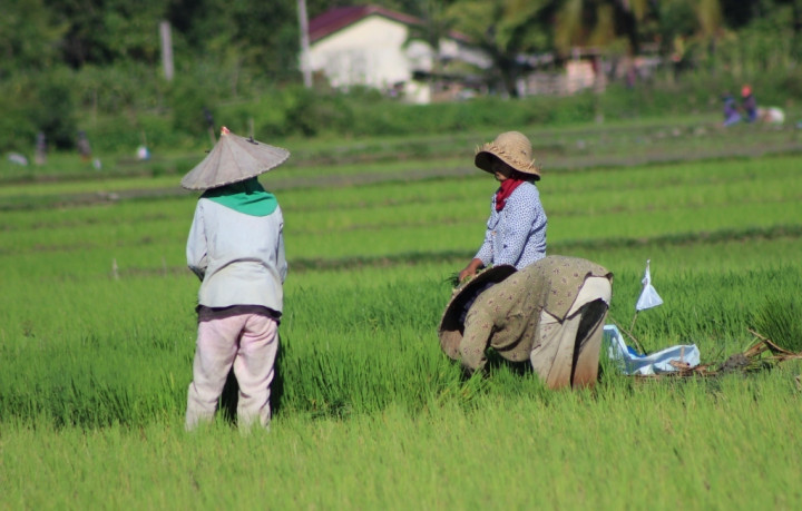 Minta Tambahan Anggaran Rp68 Triliun, Mentan: Buat Cetak Sawah 1 Juta Ha