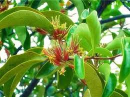 Penelitian Unair: Ekstrak Daun Benalu Duku Berkhasiat Sebagai Anti Virus Penyakit Tetelo