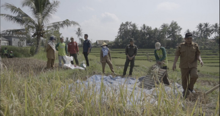 Petani Banten Dongkrak Produktivitas dan Kualitas Padi dengan Pupuk ExtraGen