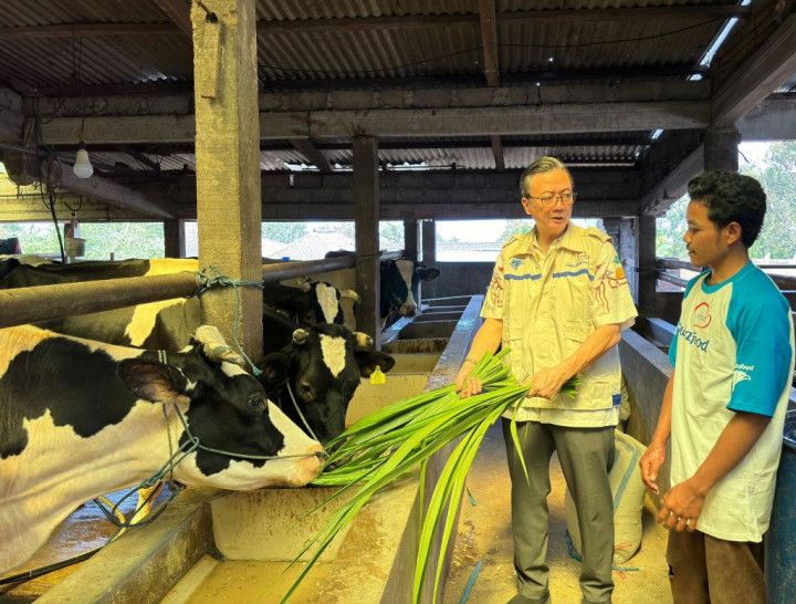 Strategi Garudafood Perkuat 'Taji' Peternak Sapi Perah Lokal