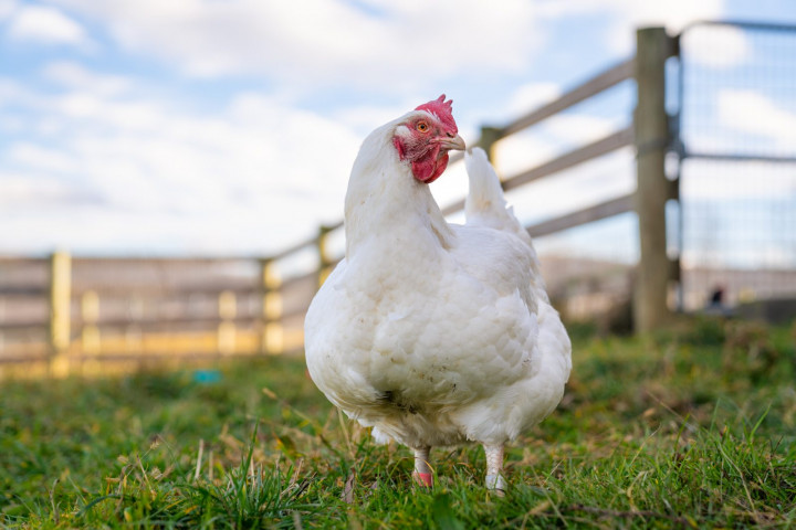 Komunitas Perlindungan Refleksikan Hubungan Manusia dan Hewan