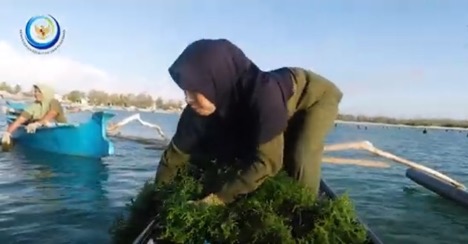 Srikandi dari Seriwe, Pembudidaya Rumput Laut Bangkitkan Perekonomian